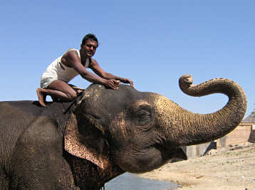 Elephant and driver