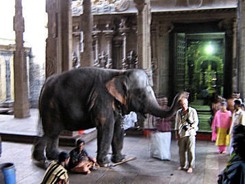 Tourist and elephant