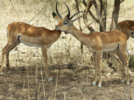 Grooming impala