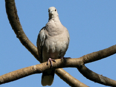 Dove (or wood pigeon)