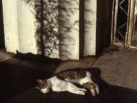 Cat in the Recoleta Cemetery
