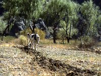 Plowing the old way near Purmamarca