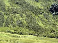 Sheep on the green hillside  sj88 37b075
