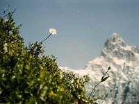 A delicate flower and mighty Zimba (2643m)  br89 hhueter 02 a