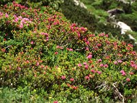 Masses of Alpenrose (wild azalea)  sj95 54a017