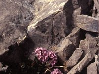 Rocks and ... flowers. Incredible!  sj85 28a075
