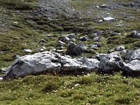 A Murmeltier on a rock  sj91 46a047