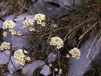 It is amazing how mountain flowers manage to grow almost everywhere, including among stones like these.  sj81 19b026