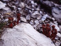 Lichen on the rocks  sj95 54b032