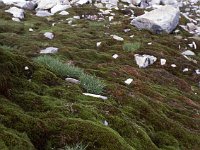 Where water ran beneath the rocks, there was a large area covered with moss.  sj81 19b062