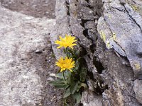 Flowers abound even in the midst of such a barren-seeming terrain.  sj81 19b063