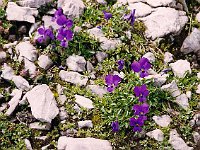 Langsproniges Veilchen (violets)  br99 totalp 05 c