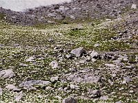 Masses of Alpen-Hahnenfuss (ranunculus alpestri) at the Totalp  br99 totalp 06