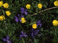 Veilchen (violets) and Berg-Hahnenfuss (mountain buttercups)  sj87 35a007