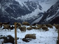 Plenty of sheep; they have good wool coats.  sj89 39b067