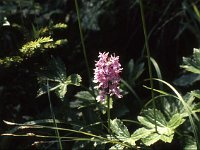 Orchid on the Bügmiweg  sj85 27b028
