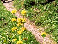 The Palüdweg has lots of beautiful flowers, like these Gelber Enzian.  BR99 palud enziangelb a