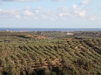 Olive groves and the sea  gr16 092108070 j