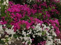 Beautiful flowering Bougainvillea, which we also saw many of in India.  gr16 091916000 j