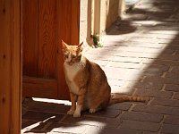A Cretan yellow cat  gr16 092413160 j