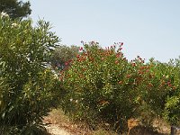 Oleander was blooming all over the Peloponnese, including alongside the Nemea stadium.  gr17 091014002 s