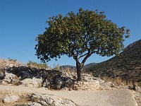 A lone olive tree at whose foot...  gr17 091509011 k