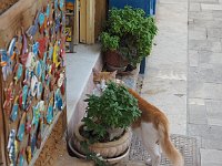 Cat outside a shop for tourists.  gr17 091117180 k