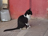 A Greek tuxedo cat, like ours.  gr17 091210340 s