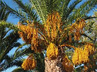 Colorful palm fruit.  gr17 091407580 k