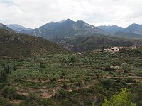 Olive trees at the foot of the Taygetos Mountains.  gr18 092611260 k