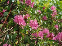 Rhododendrons were in full bloom everywhere.  Glenariff