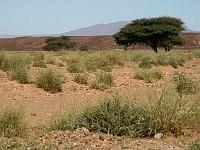 From desert to Marrakesh  Acacia trees