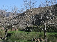 From desert to Marrakesh  Gnarled walnut trees