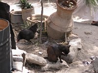 Marrakesh  Cat and hen in the dyers souq
