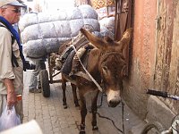 Marrakesh  Donkey cart
