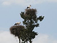 Fez to Volubilis  Four storks in one tree