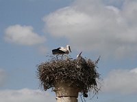 Volubilis  Stork's nest atop a Roman column