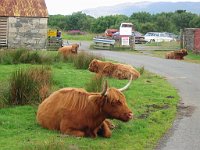 Highland longhorn cattle  Scottish HIghlands, August 2004