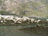 Seals  Scottish Highlands, June 2005
