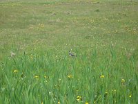 A lapwing on the machair (low-lying raised beach,conducive to the growth of certain types of plants)  Scottish Highlands, June 2005