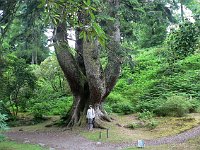 Prize-winning tree in the Ardkinglas Woodland Garden  Scottish Highlands, July 2006