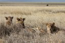 Serengeti welcome committee