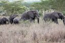 Elephants on the march