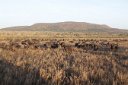 Large herd of African Buffalo