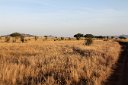 Morning light on the Serengeti grassland