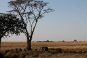 Even elephants are dwarfed by the Serengeti scenery.