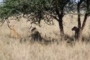 Lions resting in the shade of acacia trees ... and one in the sun