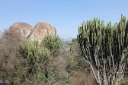 Rocks and candelabra cactus near the park visitor center