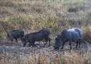 Warthogs sometimes kneel to reach the ground in order to eat.