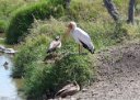 Wise-looking Yellow-billed stork, oracularly waiting for Egyptian geese to ask him a deep question